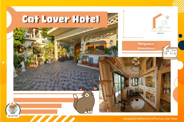 Cat Lover Hotel ที่พักดูแลแมว ด้วยคนรักแมว