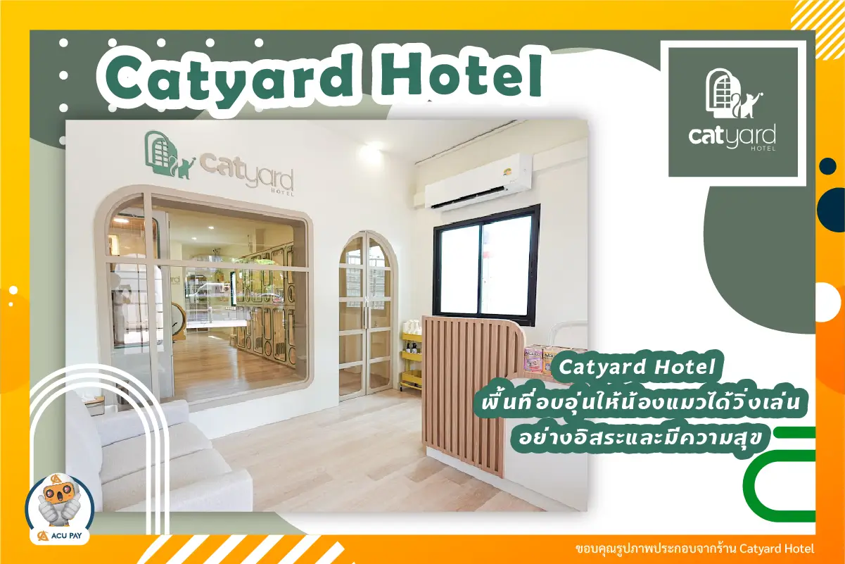 พื้นที่ให้ความรักน้องแมวได้วิ่งเล่น ต้องที่ Catyard Hotel