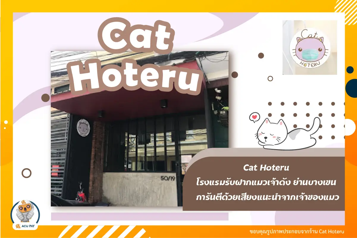 โรงแรมรับฝากแมวเจ้าดัง ได้รับคำแนะนำ เขตบางเขน Cat Hoteru
