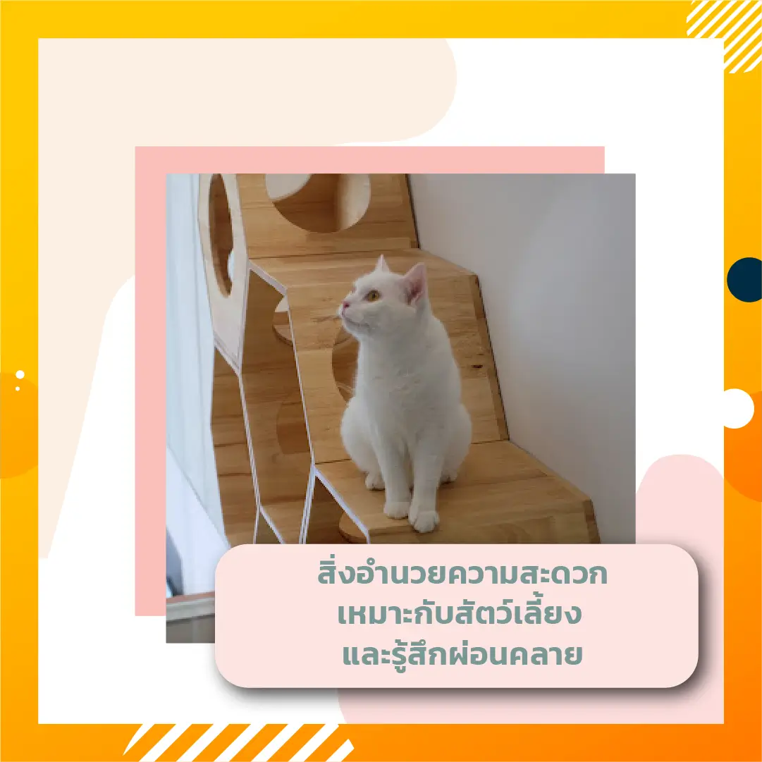 Cat and Dog