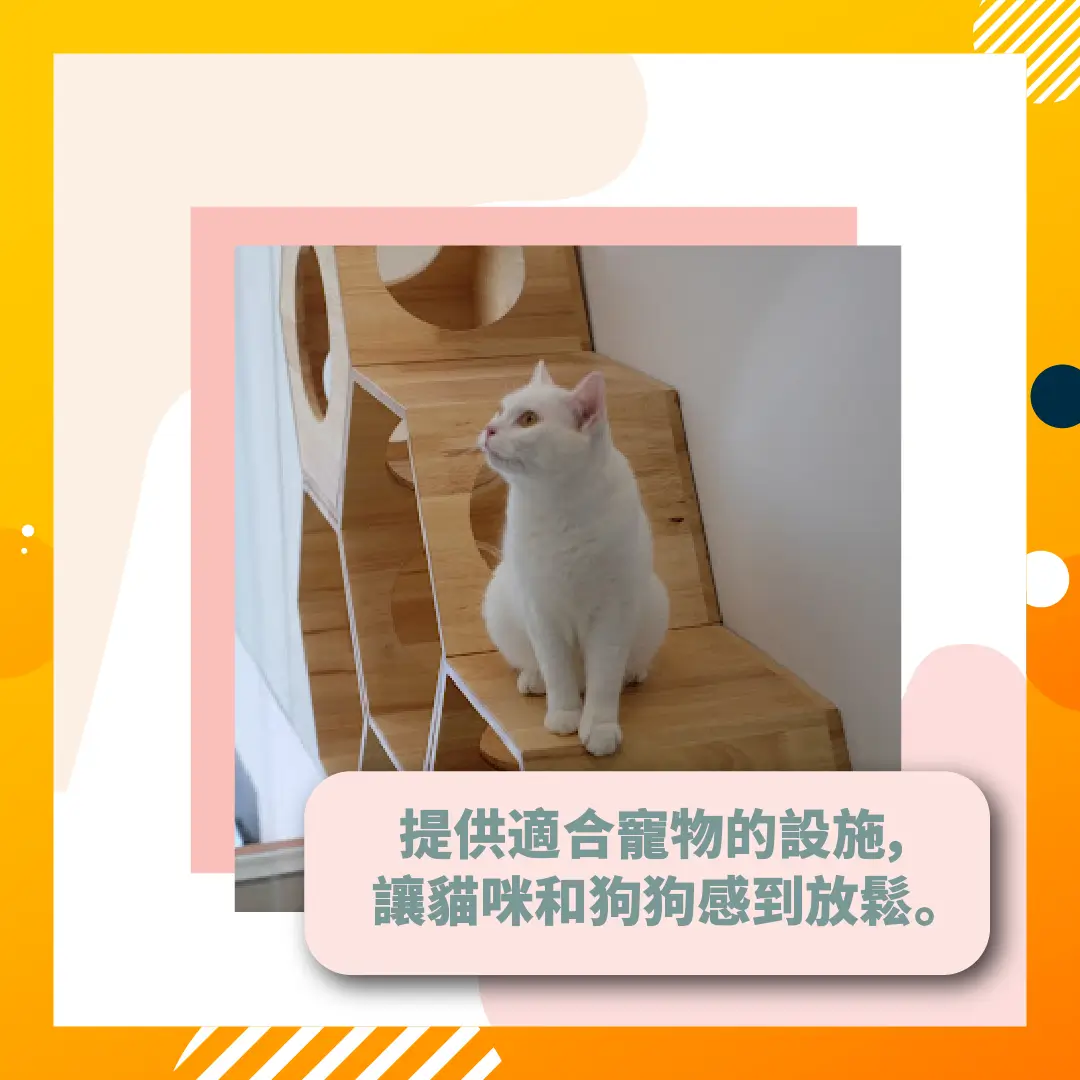 hotel cat