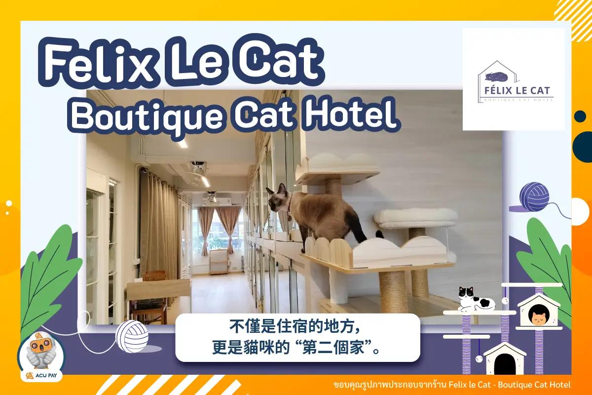 Felix Le Cat 不僅是貓咪旅館，更是心靈的港灣
