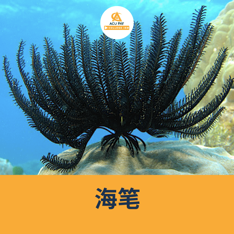 海洋有毒动物 必须小心 - ACU Pay