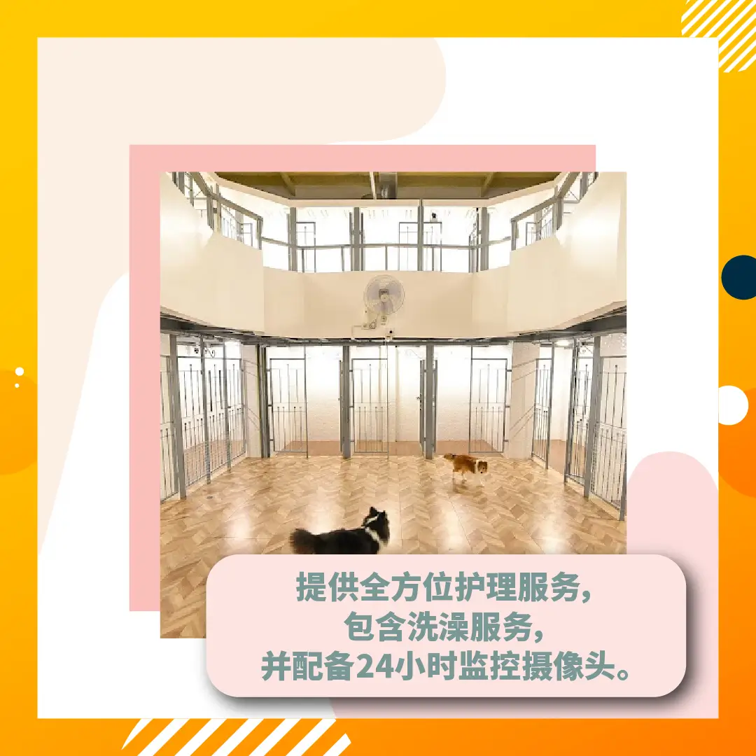 Cat_and_Dog