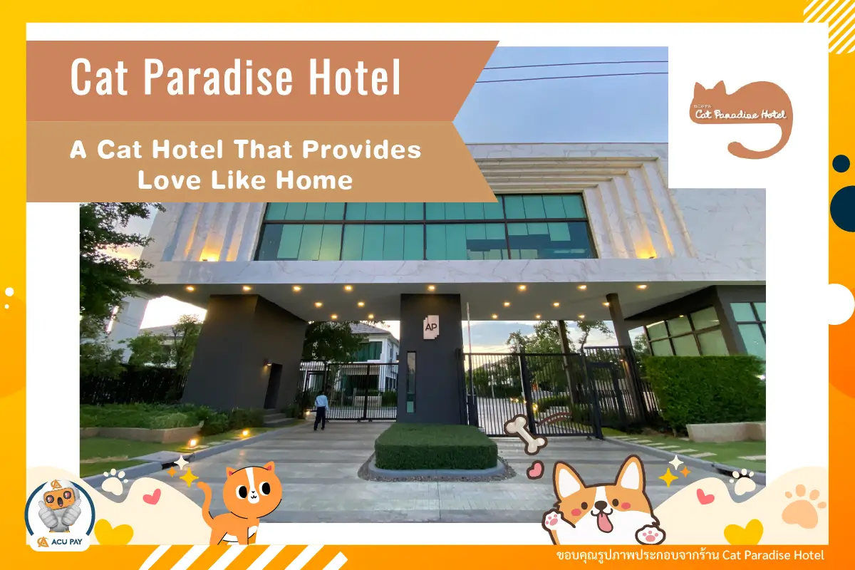 Cat Paradise Hotel – A Cat Hotel That Provides Love Like Home