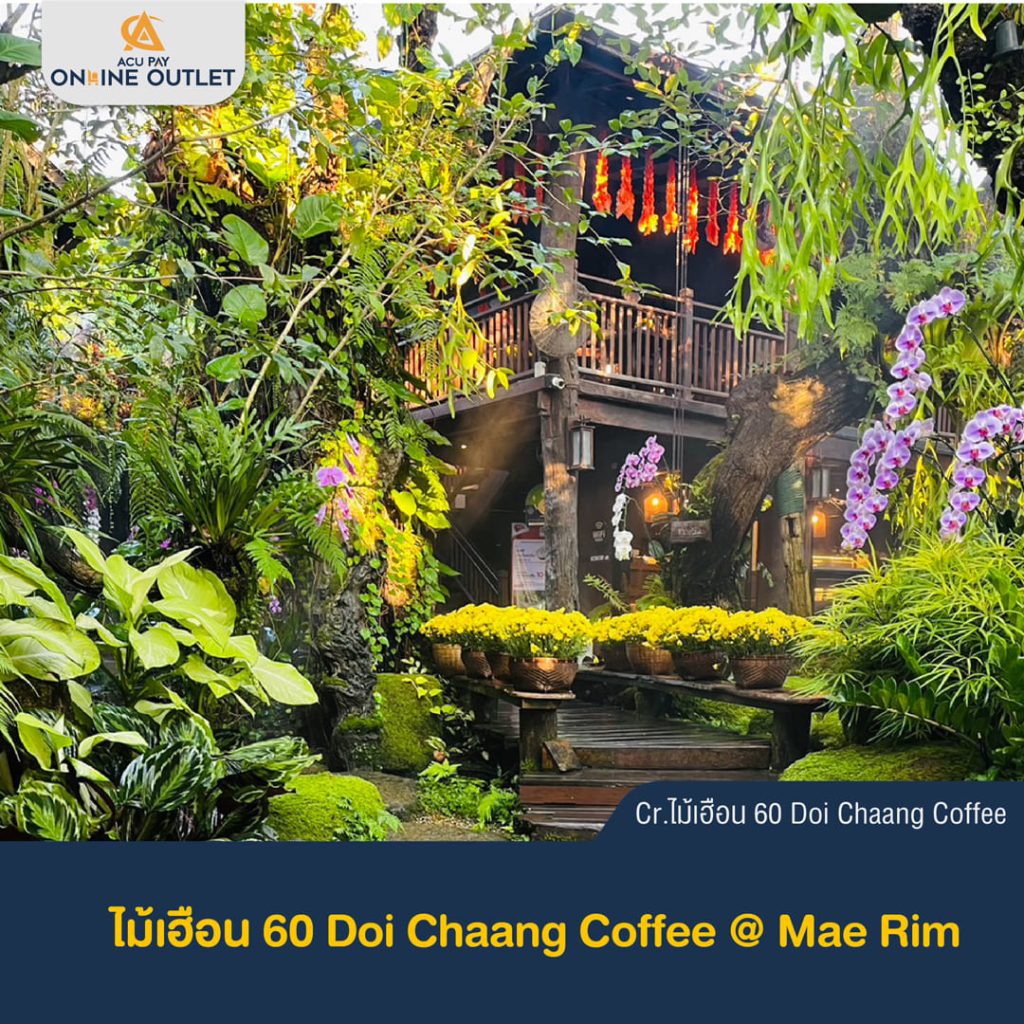 ไม้เฮือน 60 Doi Chaang Coffee @ Mae Rim