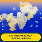 ไขความลับแมงกะพรุนอมตะ สิ่งมีชีวิตที่อายุยืนที่สุด!